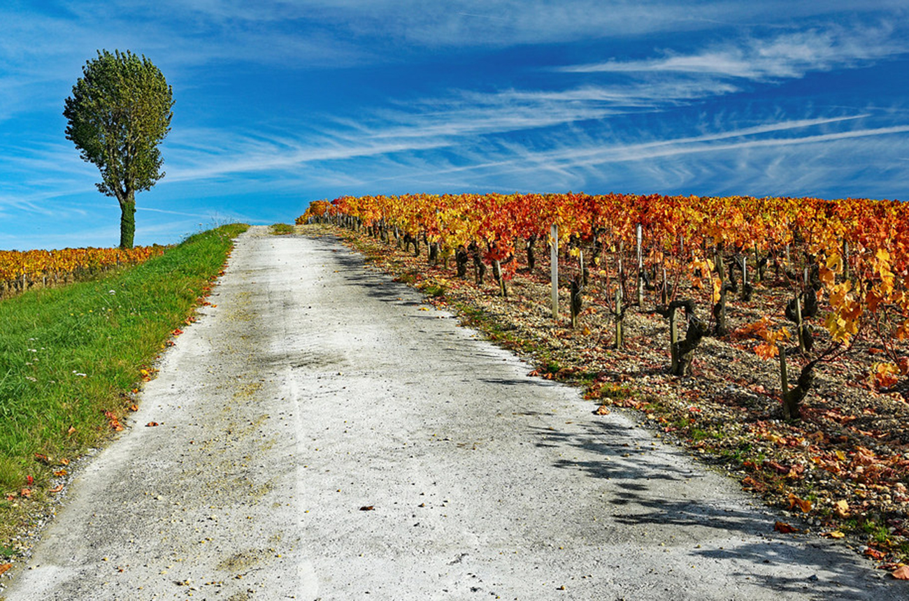 Weinberge Medoc